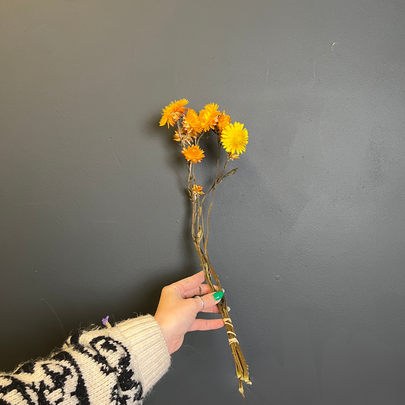 Yellow Helichrysum