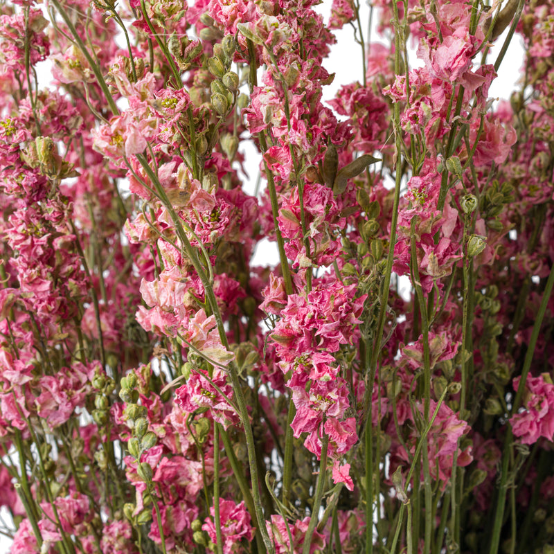 Dried Pink Larkspur Flowers, Pink Delphinium