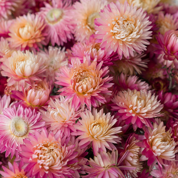 Light Pink Helichrysum