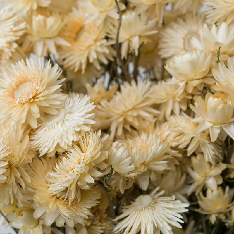 White Helichrysum