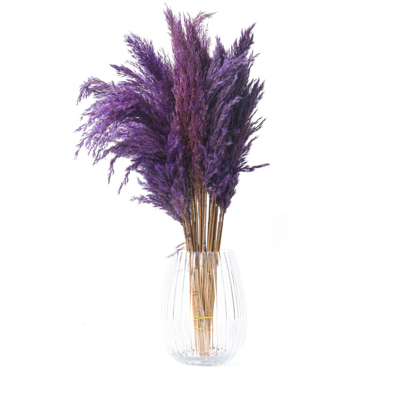 Purple Pampas