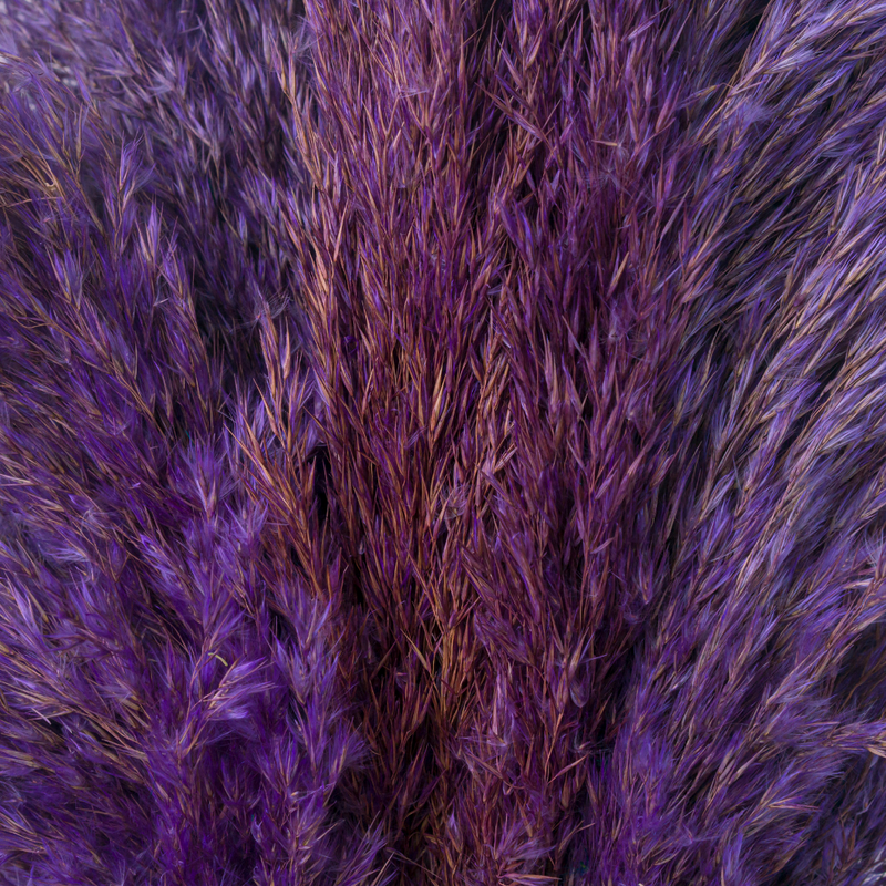 Purple Pampas