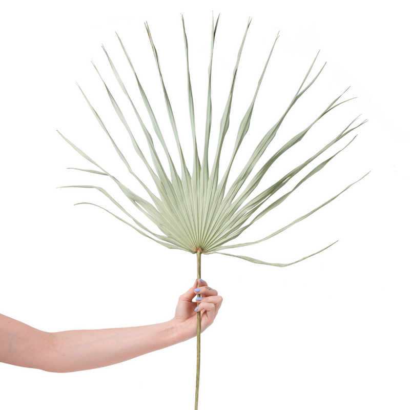 Green Palm Leaf