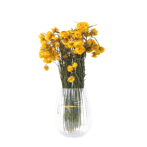 Yellow Helichrysum