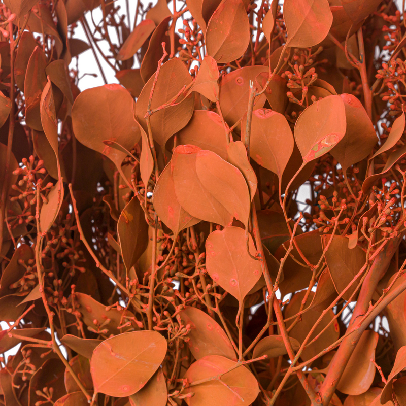 Orange Eucalyptus