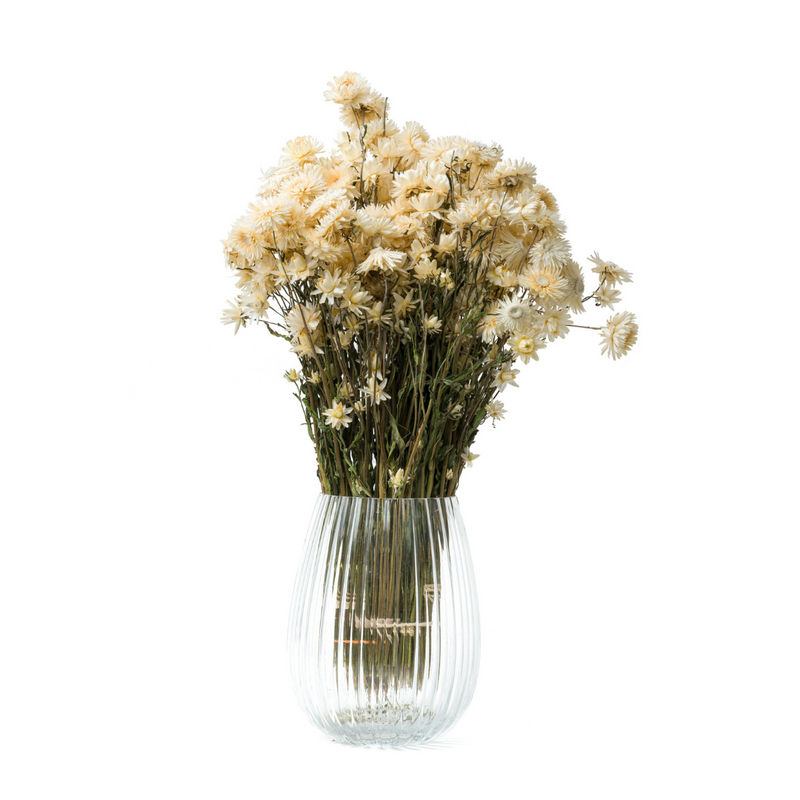 White Helichrysum