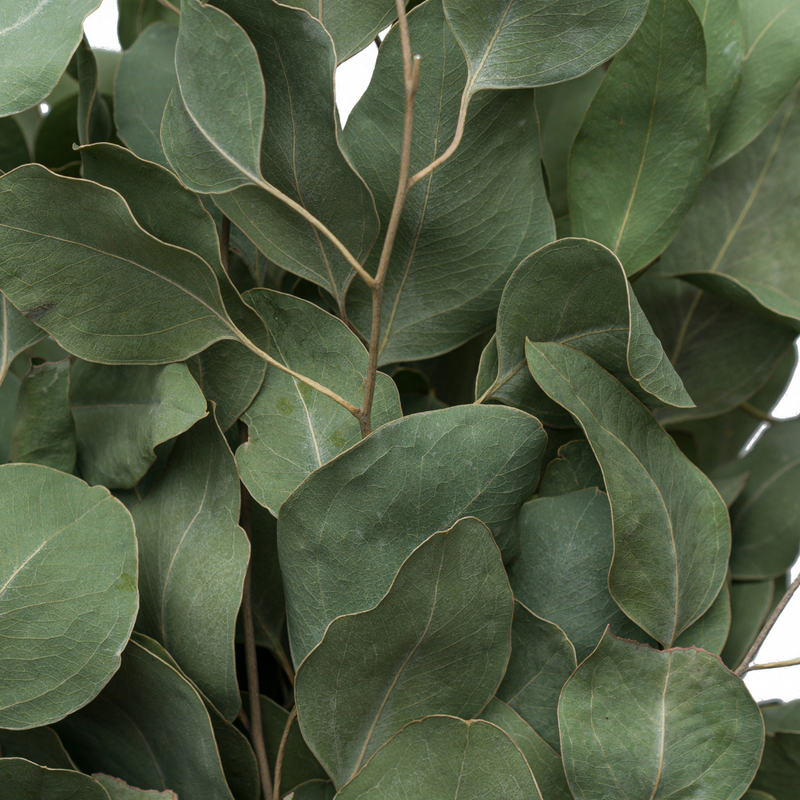 Green Eucalyptus