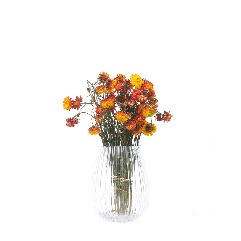 Orange Helichrysum