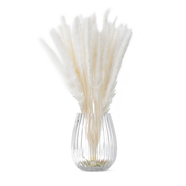Bleached White Reed